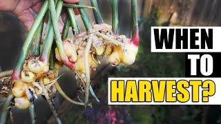 When To Harvest Your Ginger Garden Quickie Episode 174