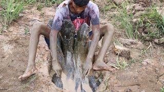 Shallow Hole Fishing - Boy Catch Big Catfish From Secret Hole Dry