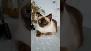 My lovely Siamese cat Alex 