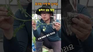 토마토 그냥 심지말고 눕혀서 심으면 폭풍성장 대박납니다 #토마토키우기