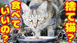 捨て猫か？ご飯あげたら・・・ TNR完遂場所に現れた猫 癒され野良猫動画 感動猫動画