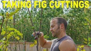 Taking Fig Cuttings and Storing Fig Cuttings: When and How To