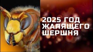 СЛАВЯНСКИЙ ГОРОСКОП 2025 . #славянскаямифология #славяне #новыйгод2025 #гороскоп2025 #годзмеи #2025