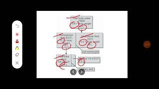 Q. Discuss about body fluid compartments and their measurement.