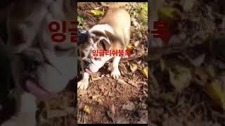 잉글리쉬불독  낭떠러지 주변 칸이 #강아지