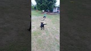 The becham dog#football#playing dog#dogtrainer#morninggame