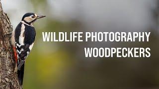 How I PHOTOGRAPH WOODPECKERS - Great Spotted Woodpeckers - Wildlife Photography - OM System OM-1