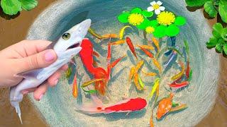 Catch BABY SHARKS in Tiny Pond, Swordtail Fish, Ali Fish, Glass Fish, Baby Arowana | Video Fishing