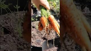 #Garden #harvest with #carrots!  | September 14, 2024 | Connecticut #zone6b #organicgardening
