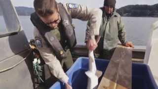 Caviar Schemes: Sturgeon Poachers On The Columbia