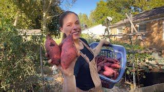 Harvesting Sweet Potatoes & Chatting About The Last Few Weeks!