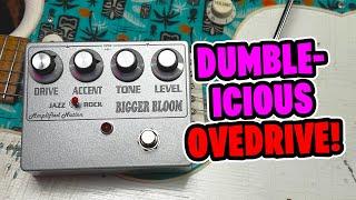 Amplified Nation Bigger Bloom | Dumble Style Overdrive Pedal