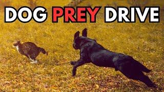 STOP Animal Chasing: Complete Dog Prey Drive Tutorial