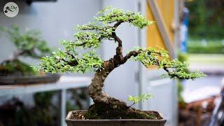 Thọ Bonsai - Cây 51 - Mai Chiếu Thủy Nu Già Chát - ĐÃ BÁN