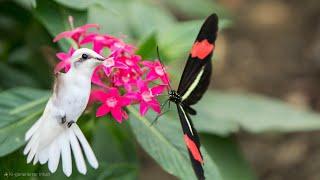 The Enchanting World of Butterflies: A Journey Through Nature's Winged Wonders