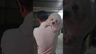 이친구  매력은?   #강아지 # 대형견 #푸들 #비만