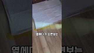 강아지 배변훈련 이것만 기억하세요!
