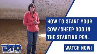 How To Start Your Cow/Sheep Dog In The Starting Pen.