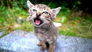 Kittens desperately screaming for food in heavy rain