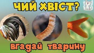 Вгадай тварину по хвосту. Домашні тварини для дітей