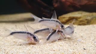 Corydoras granti (wild) bij Aquarium Speciaalzaak Utaka