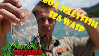 Box Jellyfish - Marine Stinger - Sea Wasp - DOSE IT STING?