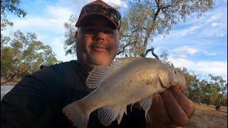 Yellowbelly Fishing the Paroo River