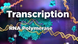 Transcription | RNA synthesis | RNA polymerase