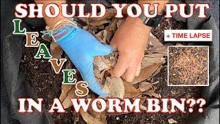 6000 Red Wigglers vs Waxy Magnolia Leaves As Bedding + Time Lapse | Vermicompost Worm Farm