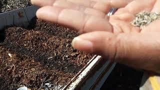 Planting The Saladbar