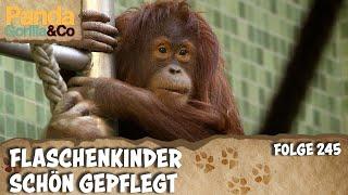 Affentheater im Zoo | Panda, Gorilla & Co.