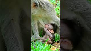Best action of Jade nursing newborn baby well, Lovely monkey looks sleepy much  #monkeybaby #monkey
