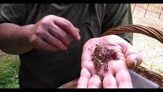 How To Harvest Red Clover Seeds