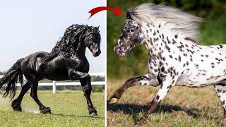 These Horse Breeds Are So Spectacular, They’ll Take Your Breath Away