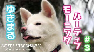 秋田犬ゆきまるのモーニングルーティン#3 【秋田犬】【Akita Puppy】