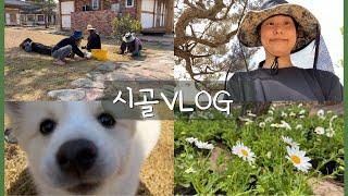 vlog. 똥개와 산다ㅣ담양한옥 살이 브이로그ㅣ꽃동산 만들기 대장정이 시작되었다