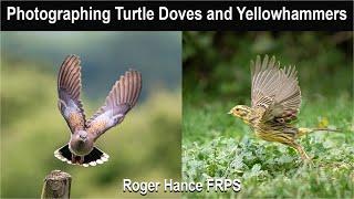 Photographing Turtle Doves and Yellowhammers using the OM1mkII and the 150-400mm lens