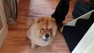 Stubborn Chow Chow training