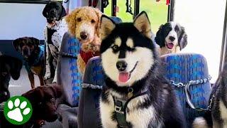 This bus only takes dogs 