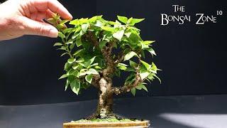 Summer Bonsai Pruning, The Bonsai Zone, July 2023