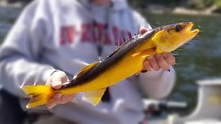 Fishing for a rare GOLD Walleye!