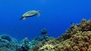 Climate change is negatively impacting sea turtles