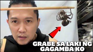 NILAPA NG JAPAN SPIDER ANG GAGAMBANG TAGALOG