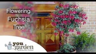 Fuchsia Trees with Peter McDermott