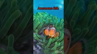 Anemone fish 