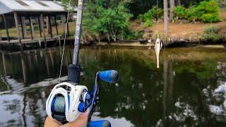 Chasing Trophy Saltwater Fish in a River