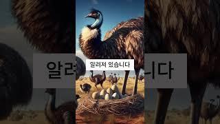 비행 불가능한 새, 에뮤의 비밀! #에뮤 #emu #animals