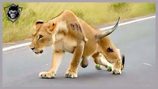 30 Brutal Encounters! Wounded Lion vs Wild Buffalo Part 2  | Animal Attacks