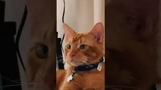 Cheeto turns 7 months today .Everybody tell him Happy Birthday #catsoftiktok #catvideos #cats #maxpl