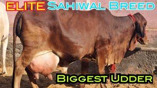 7 STAR##SAHIWAL##BIGGEST UDDER 9812158812 AHLAWAT DAIRY FARM 